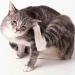 Загубата на коса при котките причинява и лечение, снимка, туфи на корема и краката, гърба и опашката, шията (котки) Загубата на коса при котките причинява и лечение, снимка, туфи на корема и краката, гърба и опашката, шията,