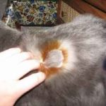 Загубата на коса при котките причинява и лечение, снимка, туфи на корема и краката, гърба и опашката, шията,