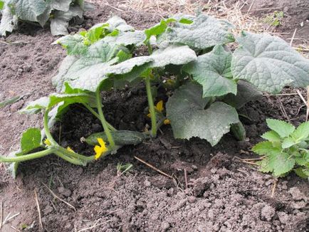 Отглеждане и грижа за краставици на открито място, тъй като правилната технология