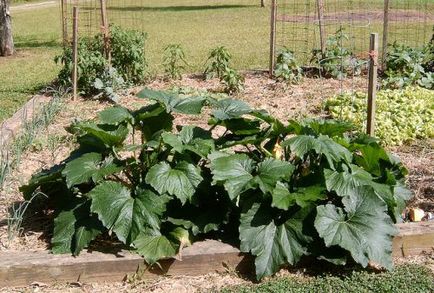 Отглеждане и грижа за краставици на открито място, тъй като правилната технология