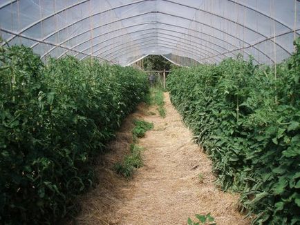 Отглеждане на домати Как да растат домати, грижа за растенията