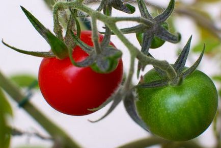 Отглеждане на домати Как да растат домати, грижа за растенията
