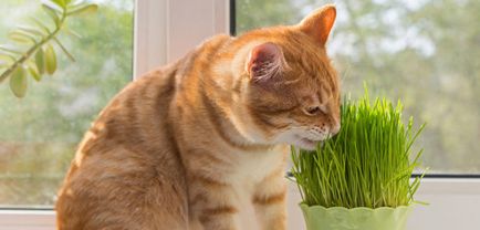 Отглеждане на трева за котки 2 валидиран версия