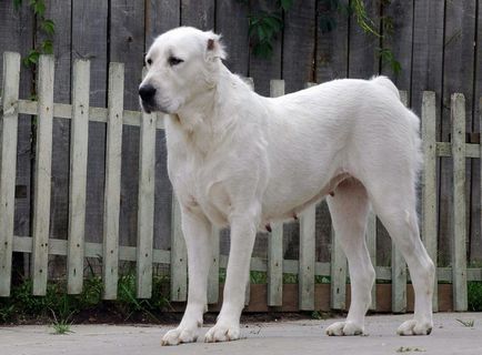 Хрътка куче порода или описание назначаване хрътки, снимки