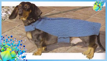 Плетени дрехи за кучета с ръцете си модели, описание на плетиво и семинари