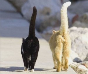 Защо ми е необходим опашка животни, особено котки, котки отбелязва от опитен ветеринар