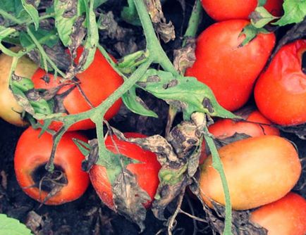 Жълти листа от домати в оранжерия, жълти петна, защо, снимки, видео