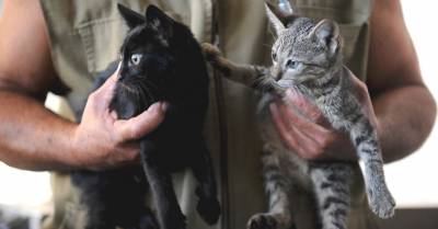 Зоонози, които са общи за котки и хора