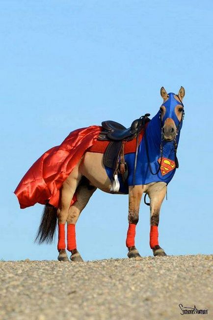 26 необичайни костюми за коне, creu