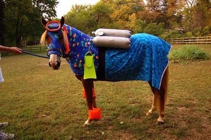 26 необичайни костюми за коне, creu