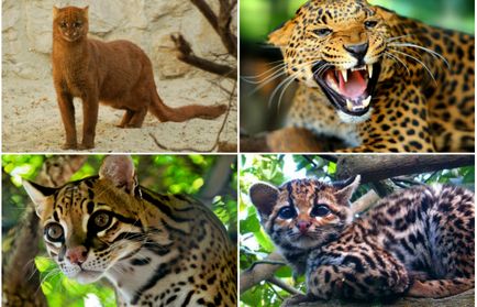 9 уникални диви котки, живеещи в Южна Америка