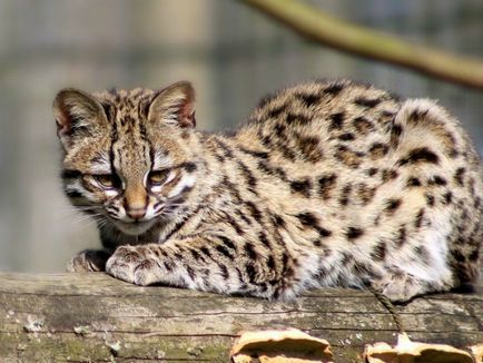 9 уникални диви котки, живеещи в Южна Америка