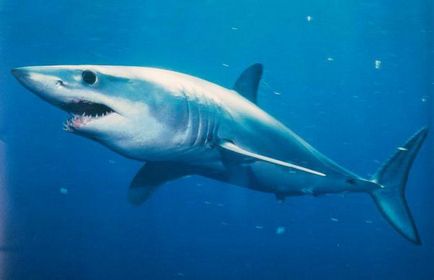 Isurus или сиво-син описание акула