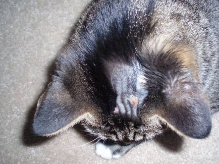 Алопеция при котки таблица на симптомите и лечения