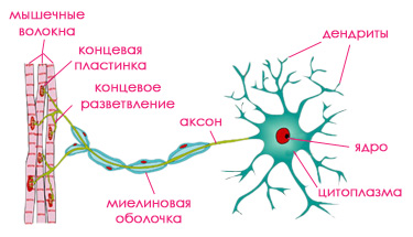 Анатомия и физиология на нервната система на котки