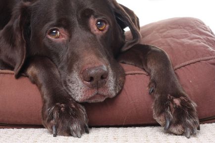 Артрит при кучета причинява симптомите, формуляри, лечение и профилактика