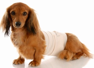 Артрит при кучета причинява симптомите, формуляри, лечение и профилактика