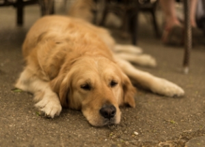 Артрит при кучета симптоми, лекарства и как да се отнасяме различни форми на заболяването
