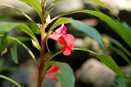 Impatiens градина засаждане и грижи, снимки сортове, отглеждане и развъждане на открито поле, в ролята на