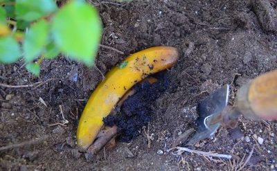 Бананови кори като тор за зеленчукова градина, стайни, цветя