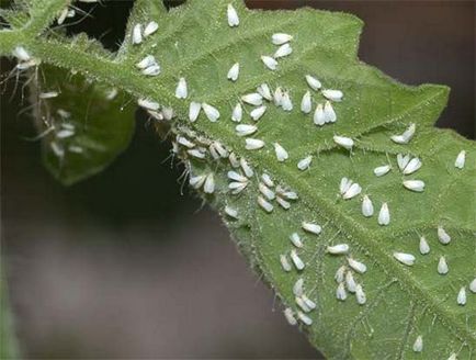 Whitefly контрол на вредителите летящи насекоми