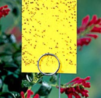 Whitefly на стайни растения, как да се справят за преглед на снимки