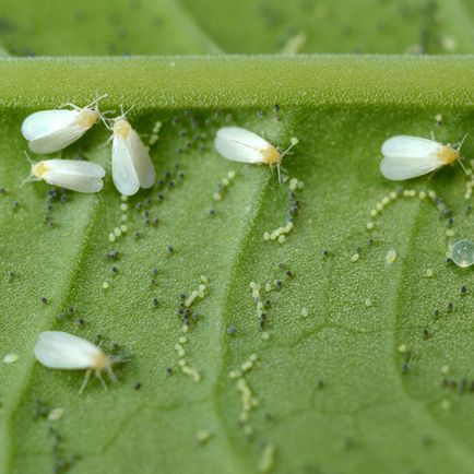 Whitefly вредители борба, средство за защита, как да се отървете от домати парникови в лекарствата от народната медицина