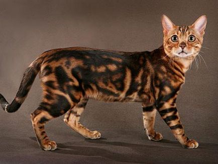 Бенгалски леопард котка характеристики порода, грижи и цената за едно коте