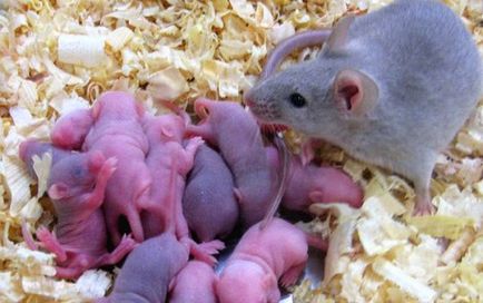 Бременност и раждане при мишки статия