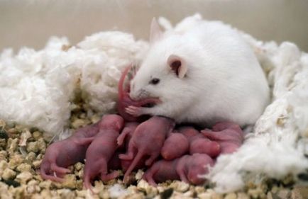 Бременност и раждане при мишки статия