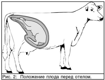 Бременност, раждане и отелване крави