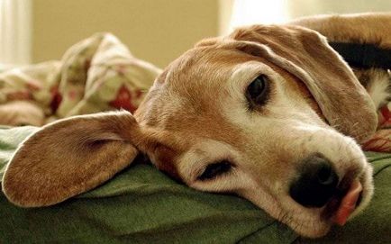 Бяс в кучета симптоми, ранни признаци