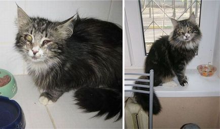 Бездомните котки преди и след спасение