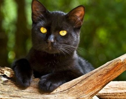 Бомбай котка описание порода, снимки, как да си купите - цената на Бомбай; котки се размножават Бомбай -