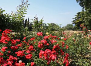 Ботаническата градина в Крим