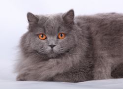 Британска котка - описание на породата