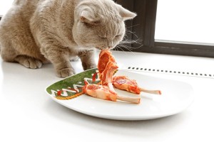 Британска котка, порода описание със снимки, грижи и характер