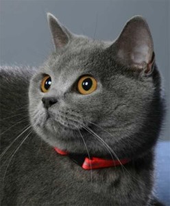 Британска котка, порода описание със снимки, грижи и характер