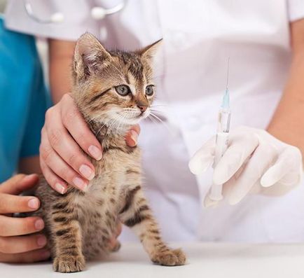 Ceftriaxone за котки инструкции за употреба, доза, състав и коментари