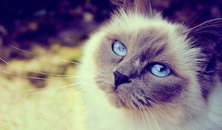 Какво да се хранят по-стерилизирани котки 5 съвета за правилното хранене - murkote за котки и котки