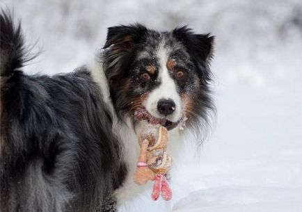 Как да се забавляват куче в зимните статии