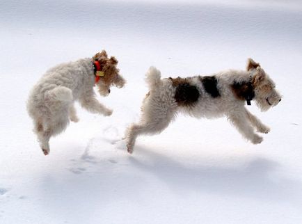 Как да се забавляват куче в зимните статии