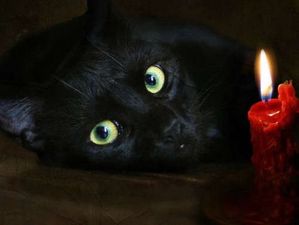 Черна котка знаци и суеверия