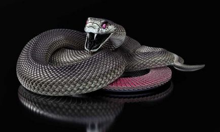 Черна мамба (55 снимки) игла змия mehelya capensis, Африка е най-отровни, бяло и зелено