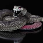 Черна мамба (55 снимки) игла змия mehelya capensis, Африка е най-отровни, бяло и зелено