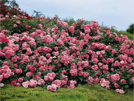 Тя е такава гледка - Правила за поддържане парк рози, засаждане и отглеждане на сорта, снимки