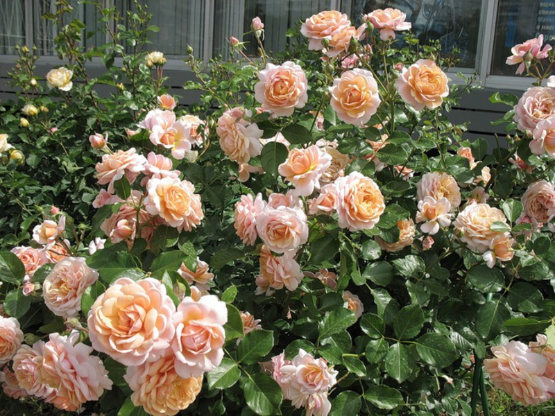 Тя е такава гледка - Правила за поддържане парк рози, засаждане и отглеждане на сорта, снимки