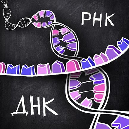 Какво е ДНК и РНК в биологията