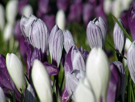 Crocus цветя - засаждане и грижи в градината, фото минзухари, минзухар отглеждане - при изкопни работи и