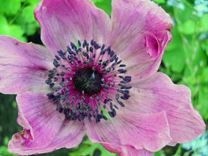 Anemone цвете - засаждане и грижи, фото анемони, анемонии отглеждане и анемония видове назъбена,